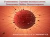 Размножение. Строение половых клеток. Гаметогенез. Мейоз. Оплодотворение