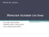 Женская половая система