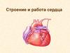 Строение и работа сердца. Кровообращение