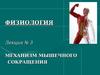 Механизм мышечного сокращения. Физиология. (Лекция № 3)