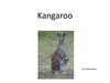 Kangaroo