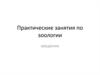Практические занятия по зоологии
