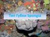 Тип Губки Spongia