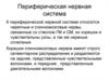 Периферическая нервная система
