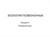 Ключевые признаки позвоночных