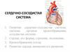 Сердечно-сосудистая система