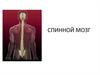 Спинной мозг и его функции