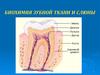 Биохимия зубной ткани и слюны