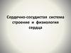 Сердечно-сосудистая система строение и физиология сердца