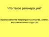 Понятие регенерации