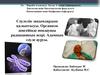 Сәулелік зақымдардың қалыптасуы. Организм деңгейінде иондаушы радиацияның әсері. Адамның сәуле ауруы