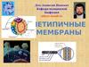 Нетипичные мембраны. Мембраны архебактерий