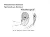 Инвазионные болезни. Протозойные болезни. Костиоз рыб