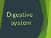 Digestive system