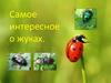 Самое интересное о жуках