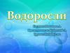 Водоросли. Роль водорослей в природе