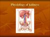 Physiology of kidneys