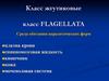 Класс жгутиковые класс Flagellata