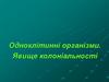 Одноклітинні організми. Явище колоніальності