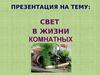 Свет в жизни комнатных растений