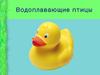 Водоплавающие птицы