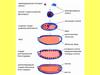 Развитие эмбриона мухи дрозофилы