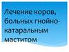 Лечение коров, больных гнойно-катаральным маститом
