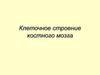 Клеточное строение костного мозга