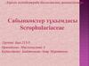 Сабынкөктер тұқымдасы Scrophulariaceae