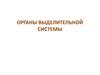 Органы выделительной системы
