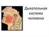 Дыхательная система человека