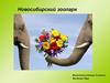 Новосибирский зоопарк (10 класс)