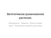 Вегетативное размножение растения