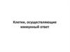 Клетки, осуществляющие иммунный ответ