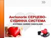 Ангіологія. Серцево-судинна система