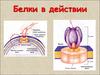 Белки в действии