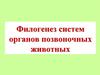 Филогенез систем органов позвоночных животных
