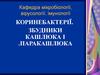 Коринебактерії. Збудники кашлюка і паракашлюка