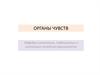 Органы чувств