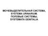 Мочевыделительная система