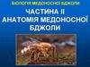 Анатомія медоносної бджоли