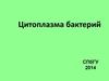 Цитоплазма бактерий