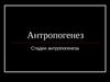 Антропогенез. Стадии антропогенеза
