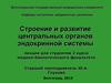 Строение и развитие центральных органов эндокринной системы