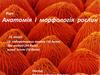 Анатомія і морфологія рослин
