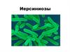 Иерсиниозы (кишечный иерсиниоз и псевдотуберкулез)