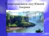 В экваториальном лесу Южной Америки