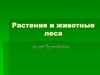 Растения и животные леса