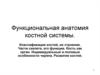 Функциональная анатомия костной системы