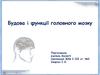 Будова і функції головного мозку